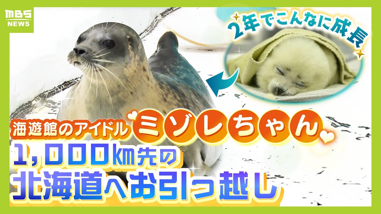 1000kmの引っ越し！海遊館のアイドル「ワモンアザラシのミゾレ」繁殖のため北海道へ　付き添う飼育員『寂しい...でも私情を挟んでミゾレの幸せを奪うことは飼育員失格なので』【ＭＢＳニュース特集】