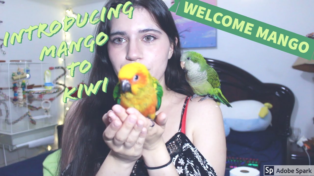 How to Introduce Your New Bird To Your Current Bird