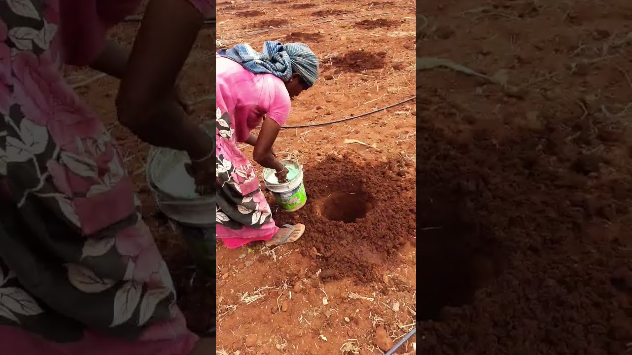 plantain planting