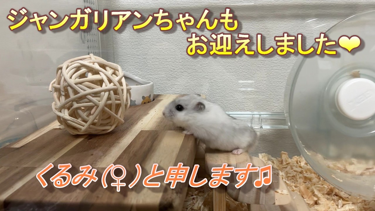 EP.10 ジャンガリアンハムスターも迎えました。