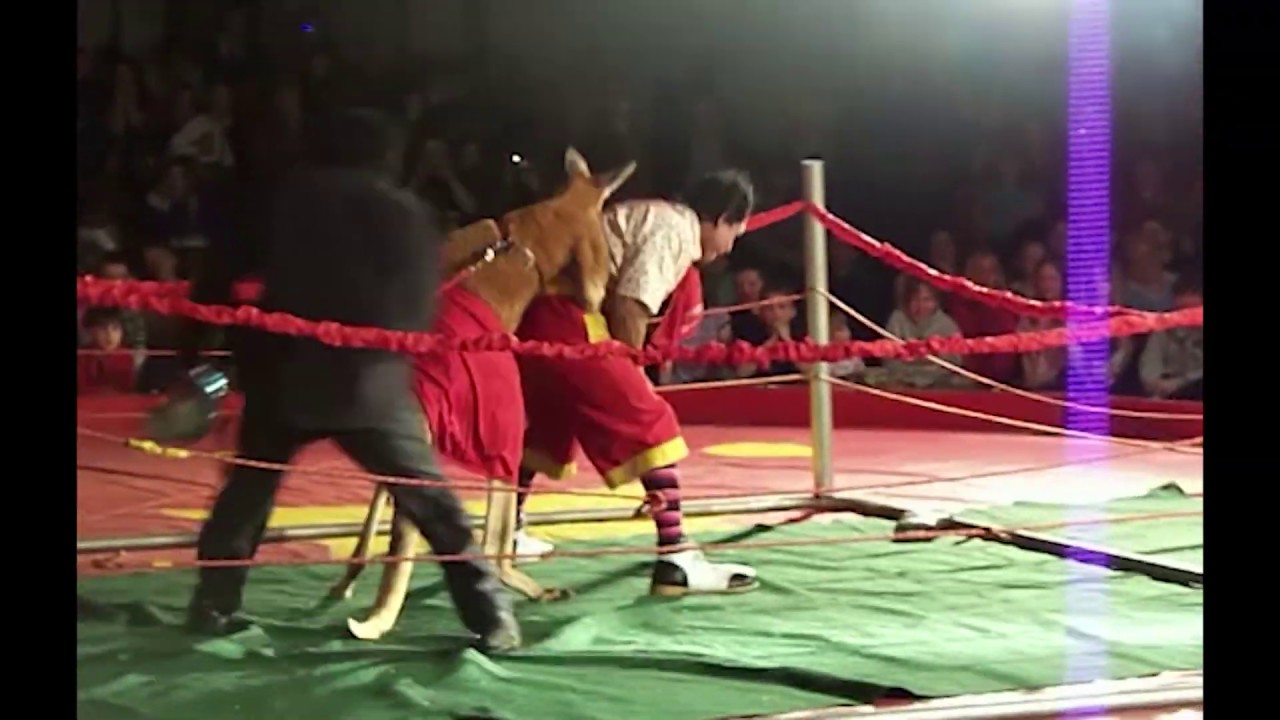 KANGAROO VS  CLOWN @ the Circus (Boxing Match)