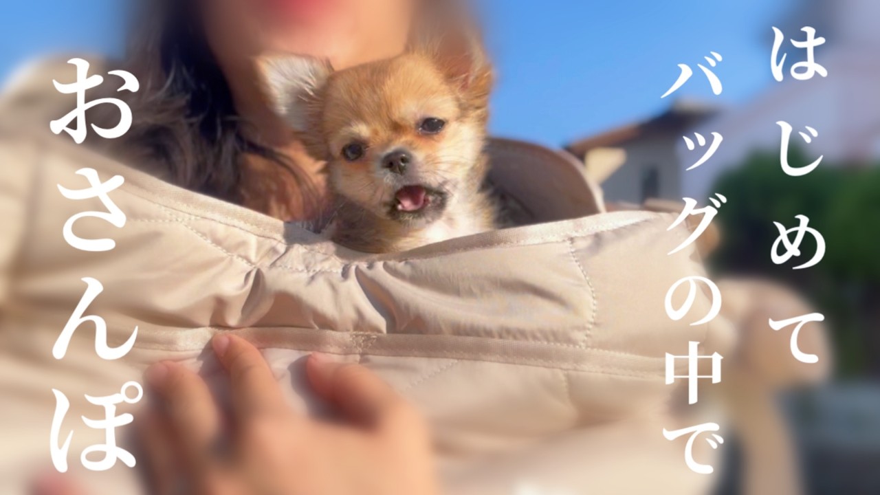 生後2ヶ月の子犬のチワワ初めてのお外🐶💛バッグでお散歩
