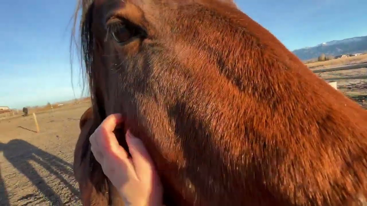 These QUARTER HORSES hate my WARMBLOOD~ Will they ever get Along?