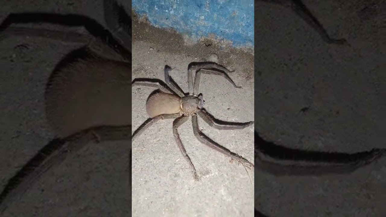 laba laba terbesar di dunia