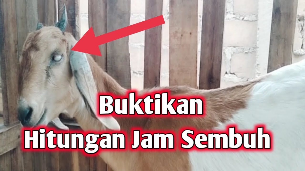 cara cepat mengobati kambing sakit mata
