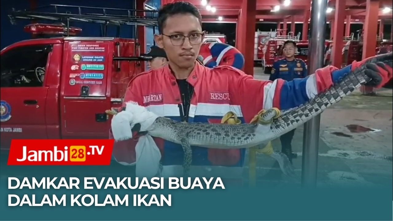 Petugas Damkar Jambi Evakuasi Buaya Dalam Kolam Ikan