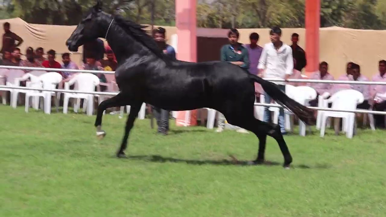 How to control horse  #horsevideo #horse #cuteanimals #horselover #horses #horsecontrol