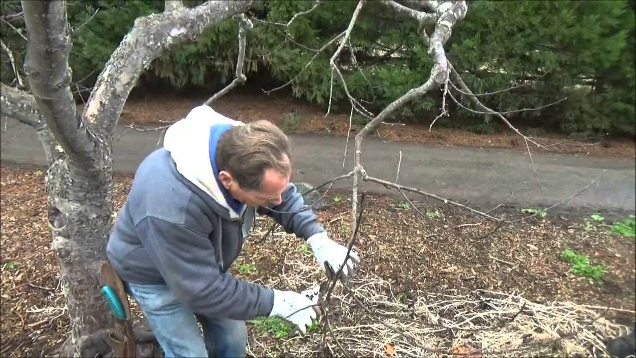 This Is How To Prune - Back to Eden Garden - L2Survive with Thatnub
