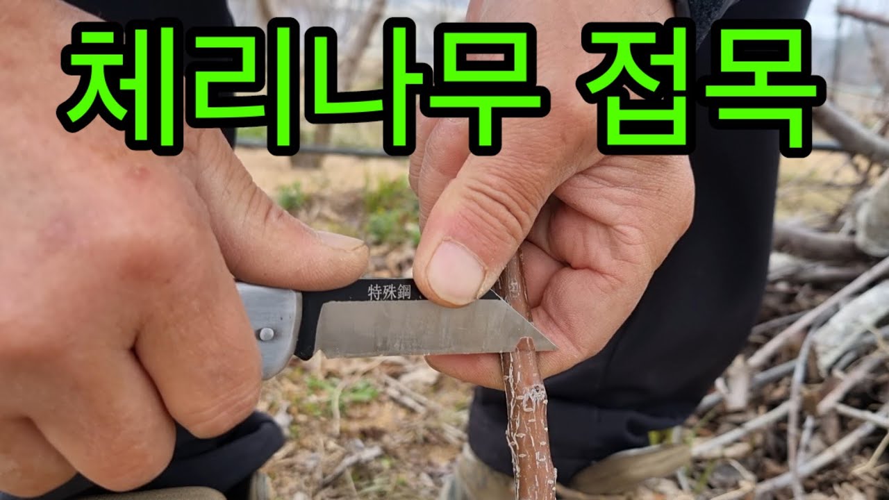 체리나무 접목방법 2가지