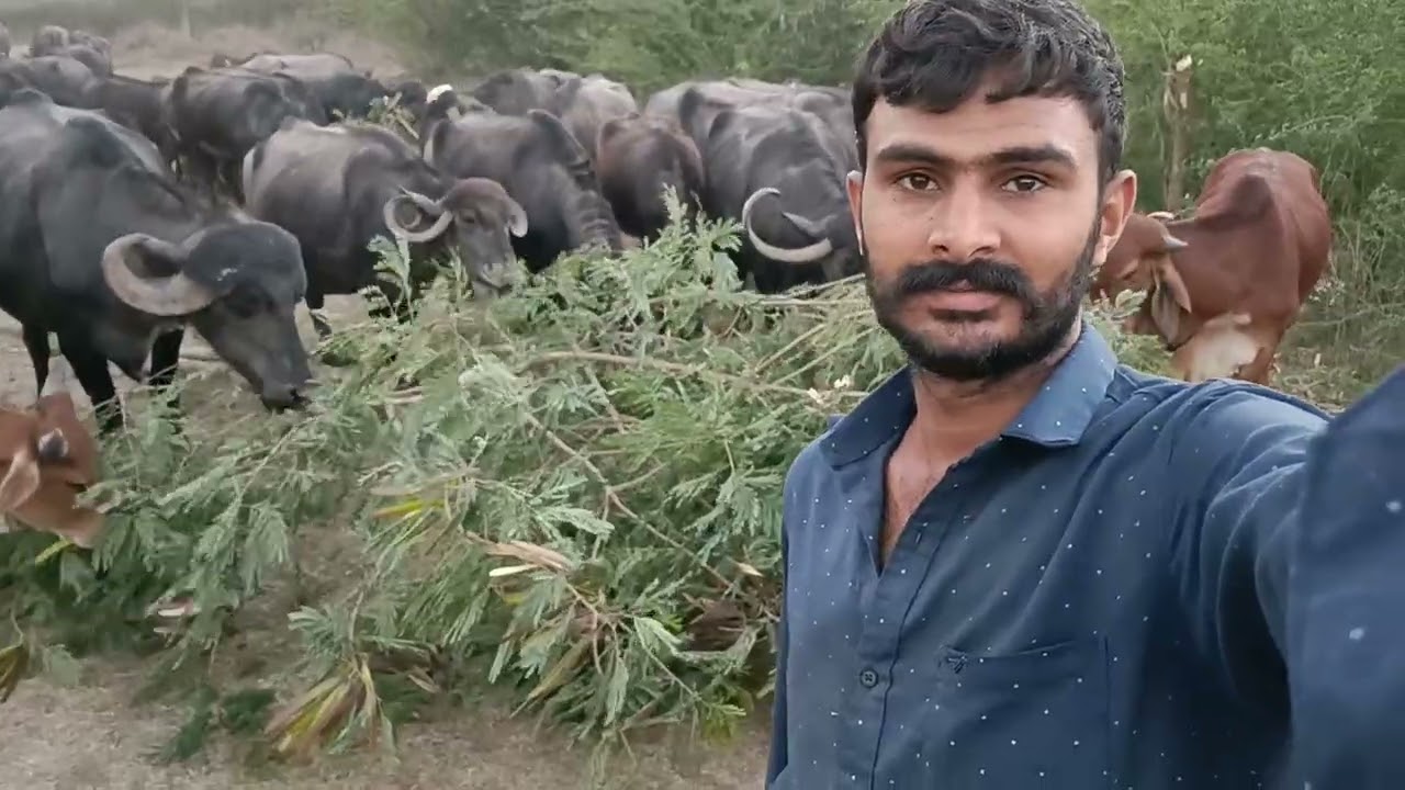 આજે તો આપણે જાડ કાપી ને ભેસો ને ખવડાવી 