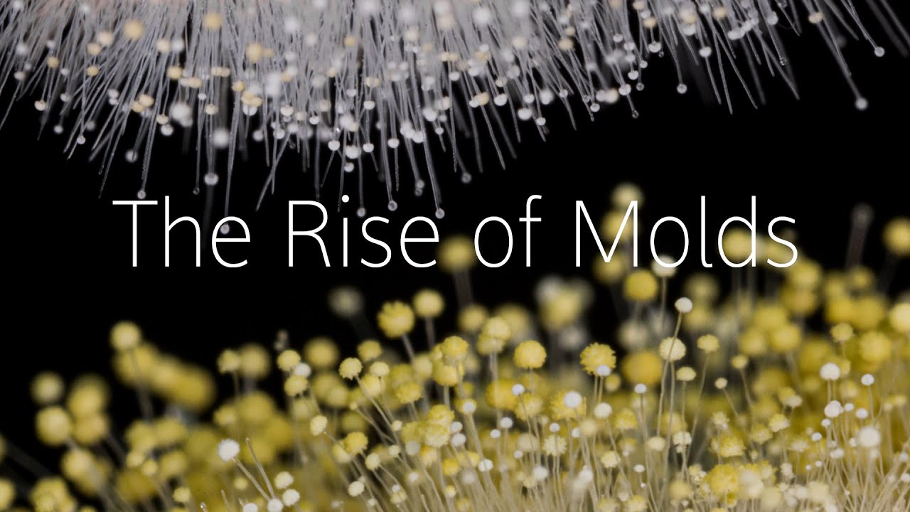 The Rise of Molds