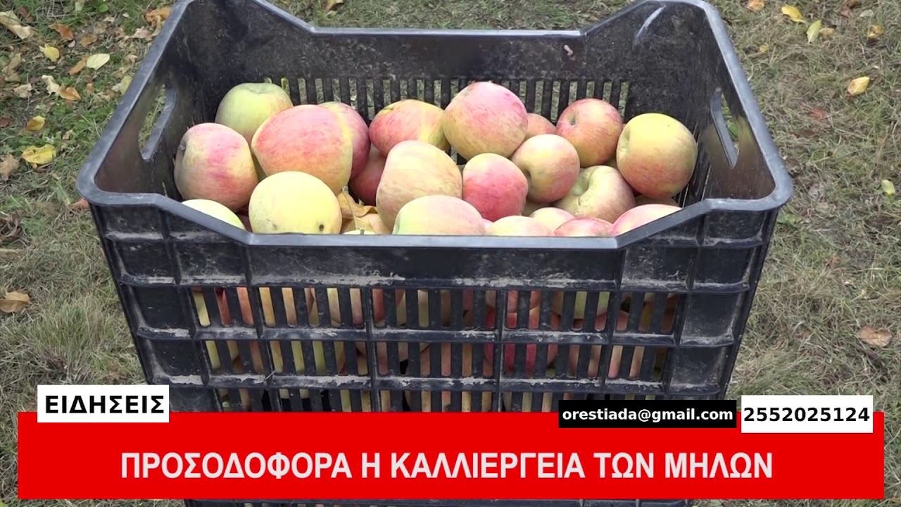 ΠΡΟΣΟΔΟΦΟΡΑ Η ΚΑΛΛΙΕΡΓΕΙΑ ΤΩΝ ΜΗΛΩΝ