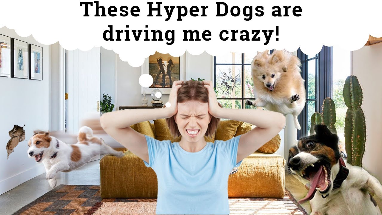 Calm A Hyper/Excited Dog | How To Lower High Energy In 5 Steps