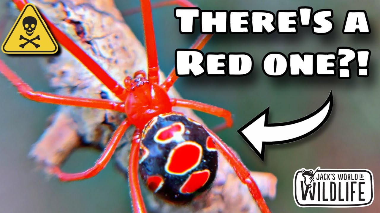Is It DEADLY?! MEET The RED WIDOW SPIDER!