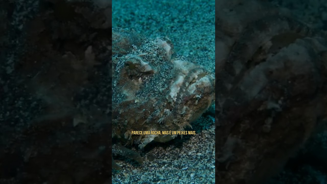 🐠 Peixe Pedra: O Peixe Mais Venenoso do Mundo! 😱☠️ #curiosidades