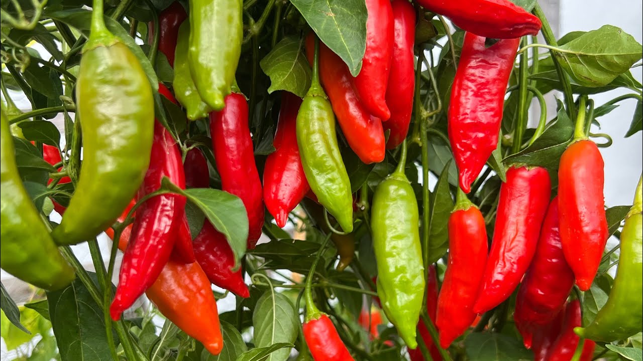 Harvest peppers from the garden and make your own aromatic chili powder.