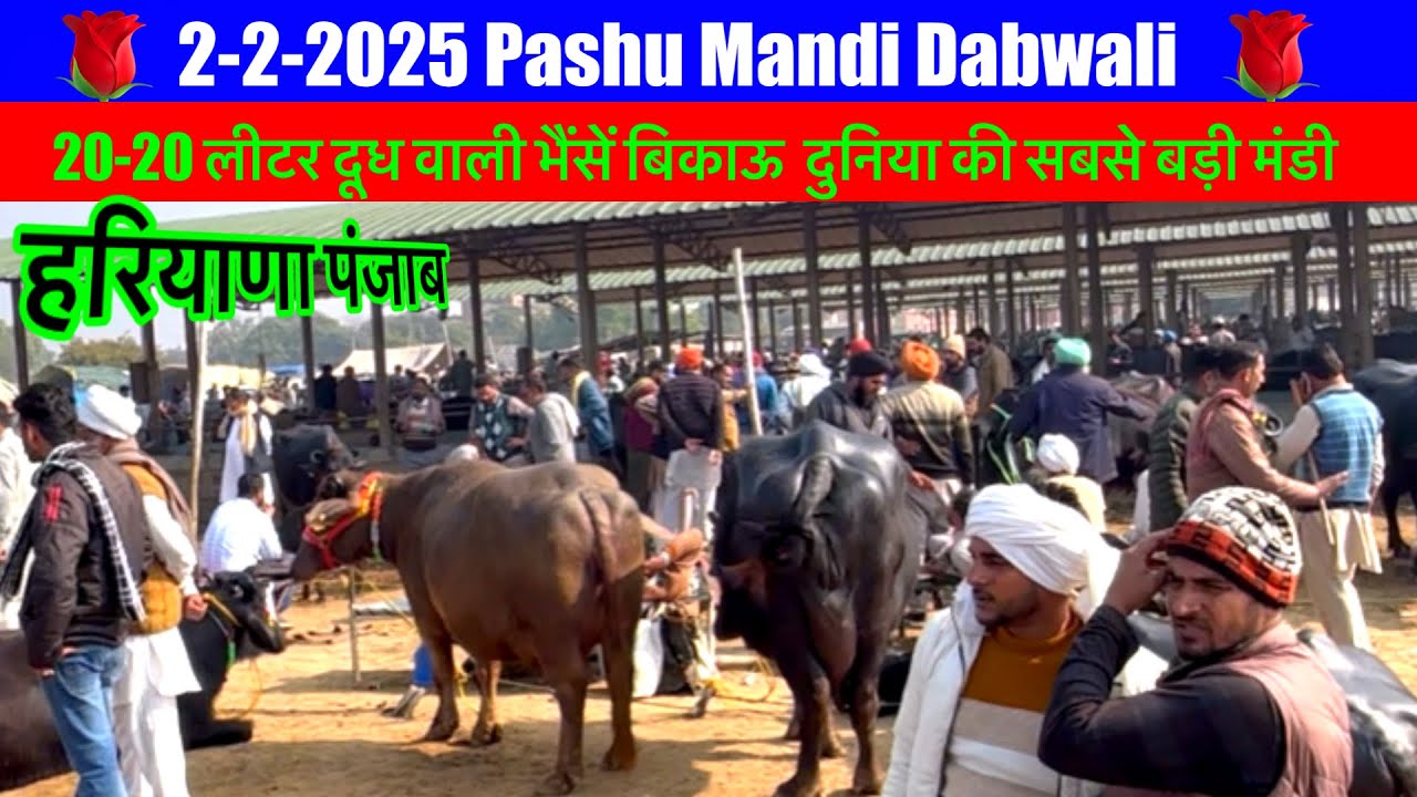 2-2-2025 Pashu Mandi Dabwali पशू मंडी डबवाली की सबसे बड़ी मंडी देखें 20-20 लीटर दूध वाली भैंसें