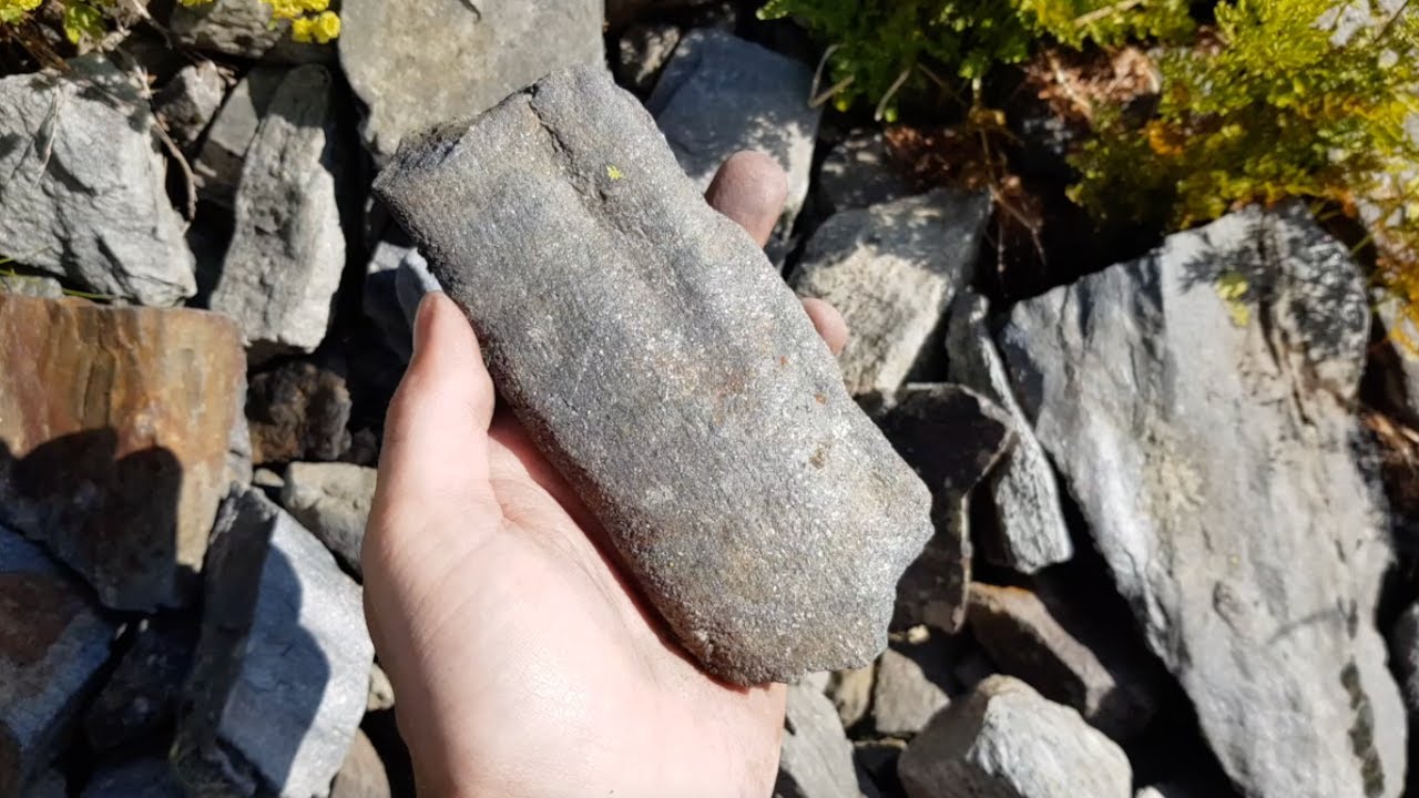 [Fouille Fossile] - Quelques découvertes de fossiles de plantes au Col du Petit-Saint-Bernard