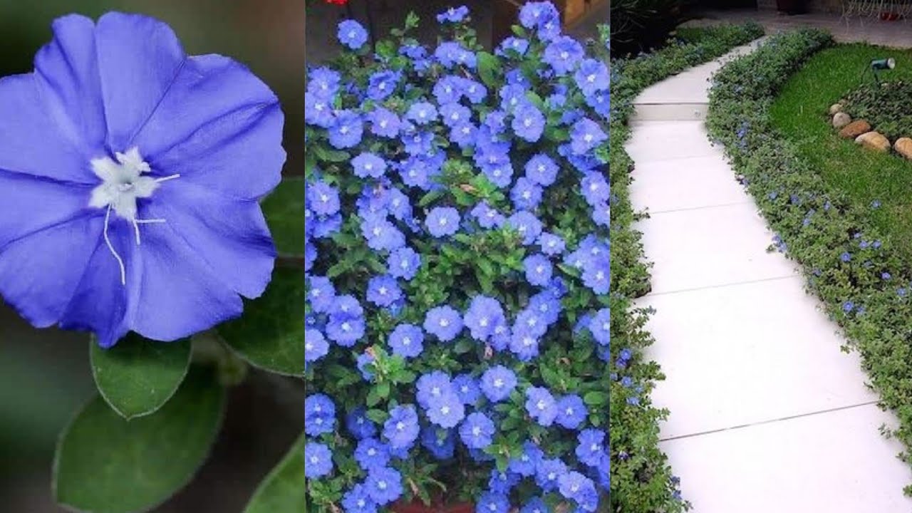 Como plantar e cultivar a AZULZINHA!
