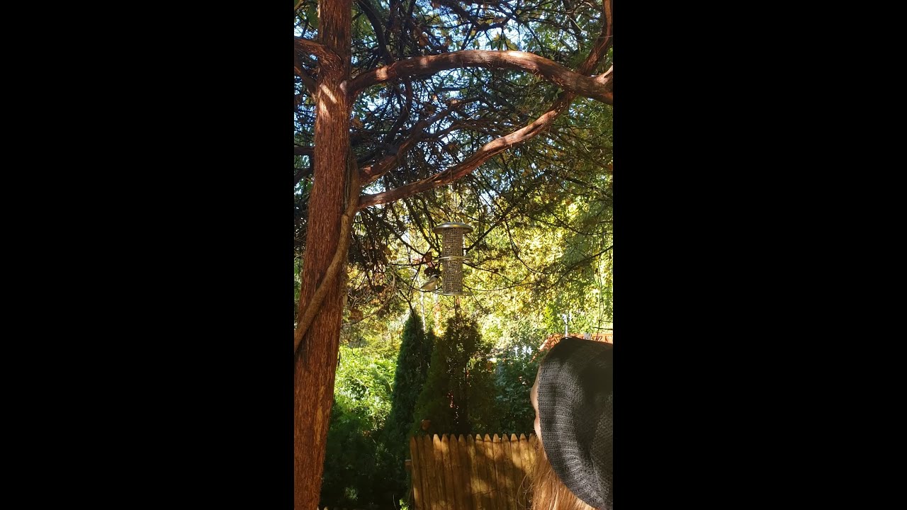 Hungry birds answer my calls after I fill their feeder 🤗🐦 #shorts #birds #birdcalling