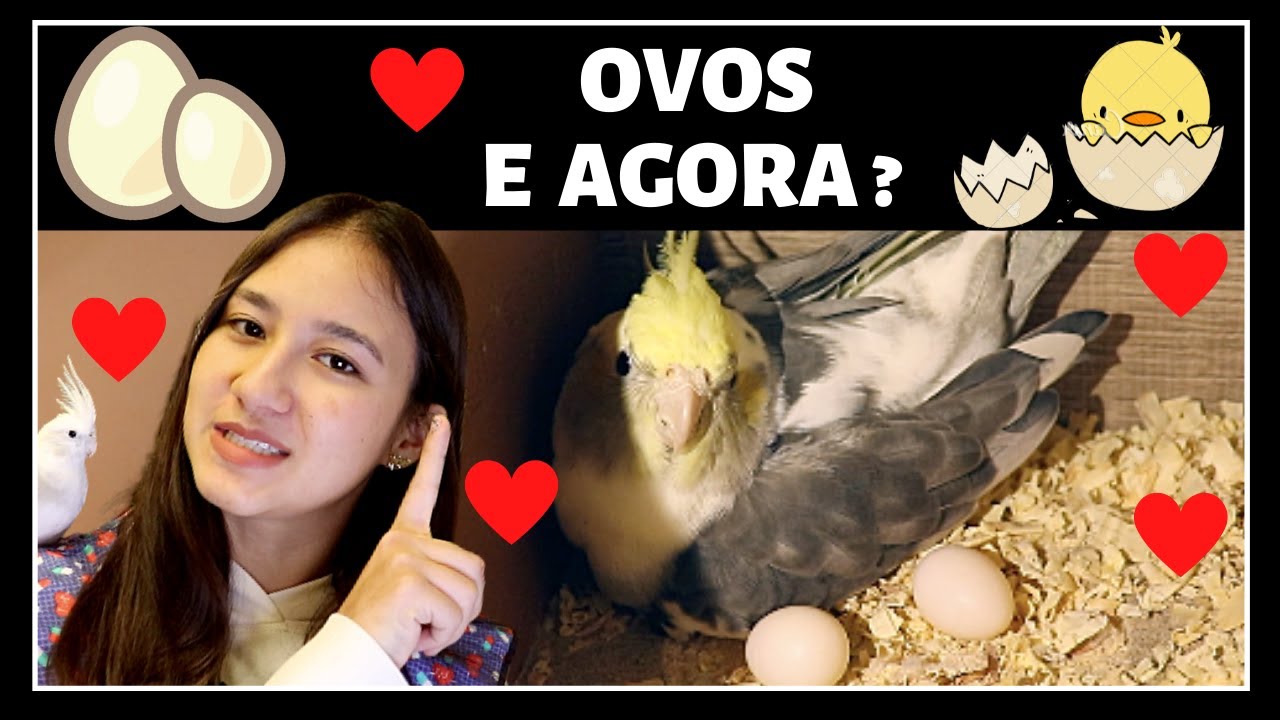 COMO SABER SE OVO ESTÁ GALADO/CALOPSITA COM OVOS
