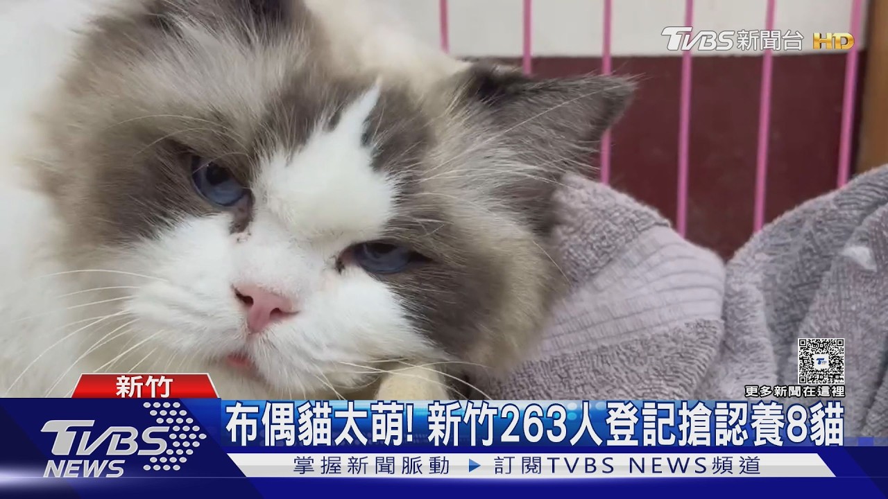 布偶貓太萌! 新竹263人登記搶認養8貓｜TVBS新聞 @TVBSNEWS02
