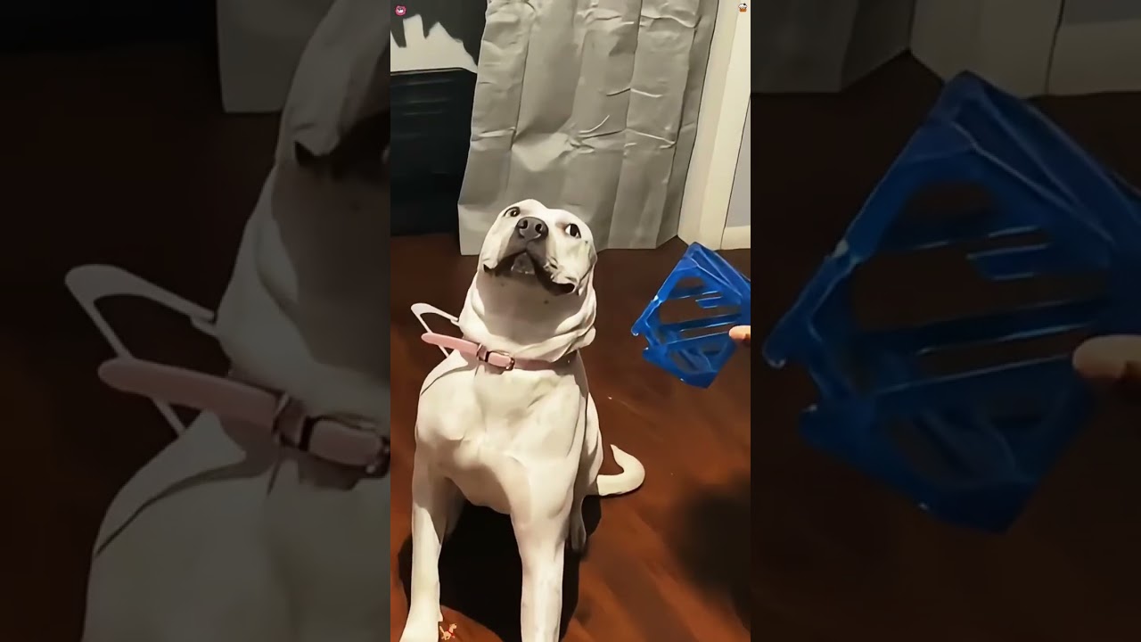 When a dog makes a mistake 