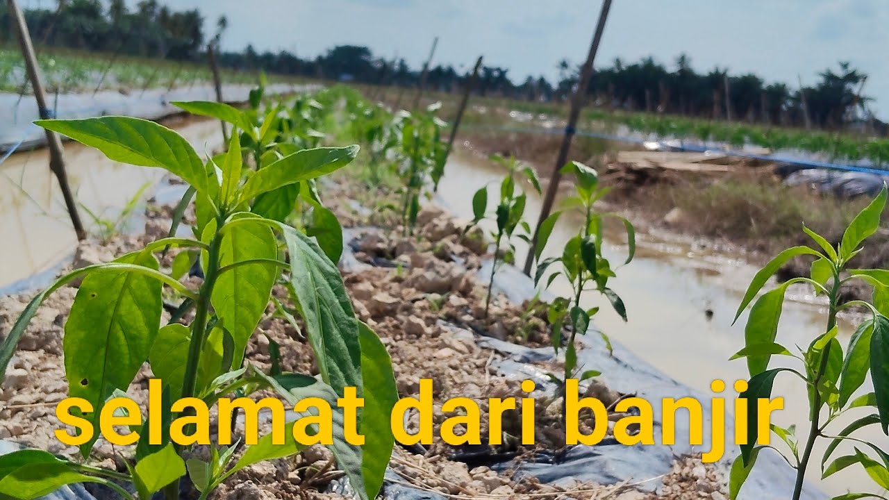 Cabai Yang Selamat Dari Banjir,Lahan Terluas Kawasan Rendah 