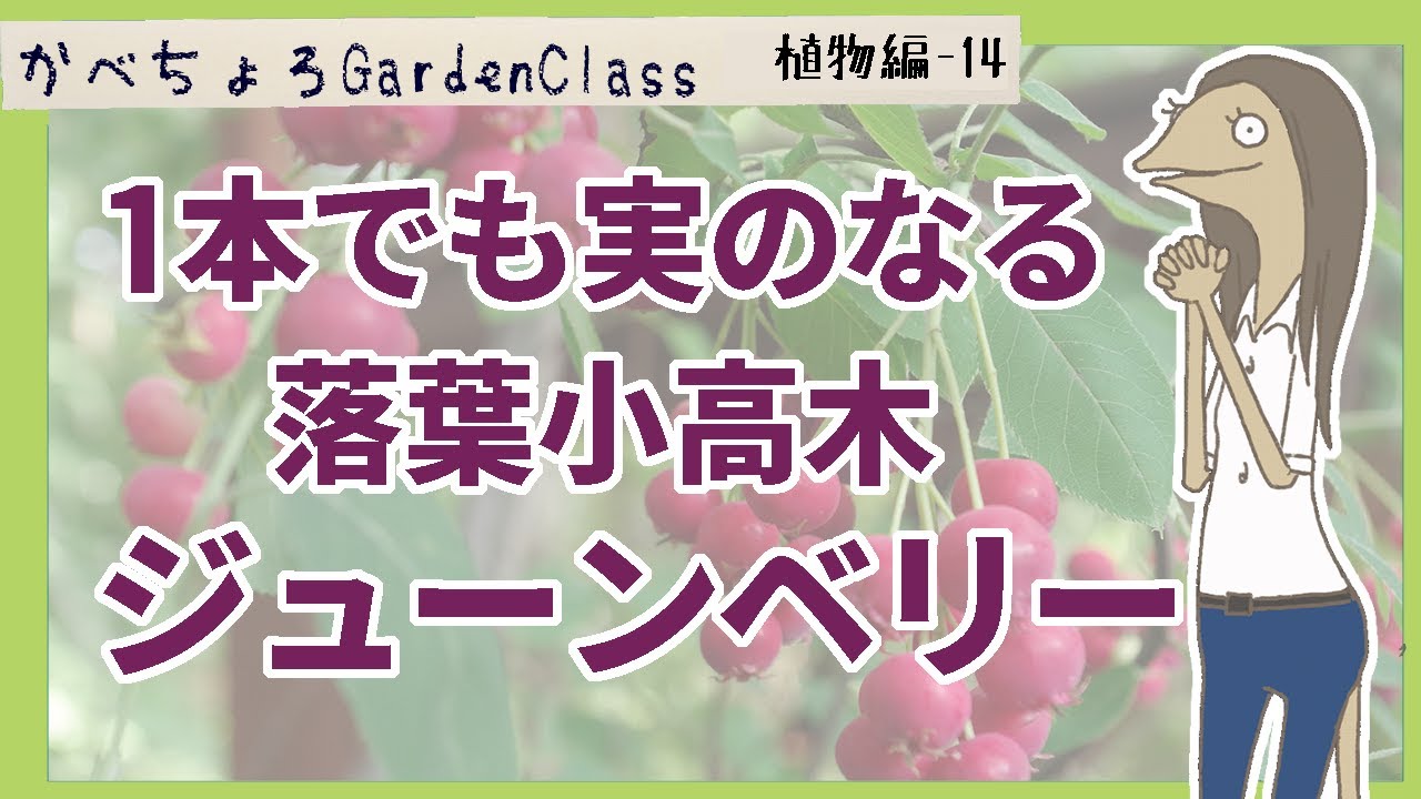 1本でも実のなる落葉小高木ジューンベリー【庭植物編-14】