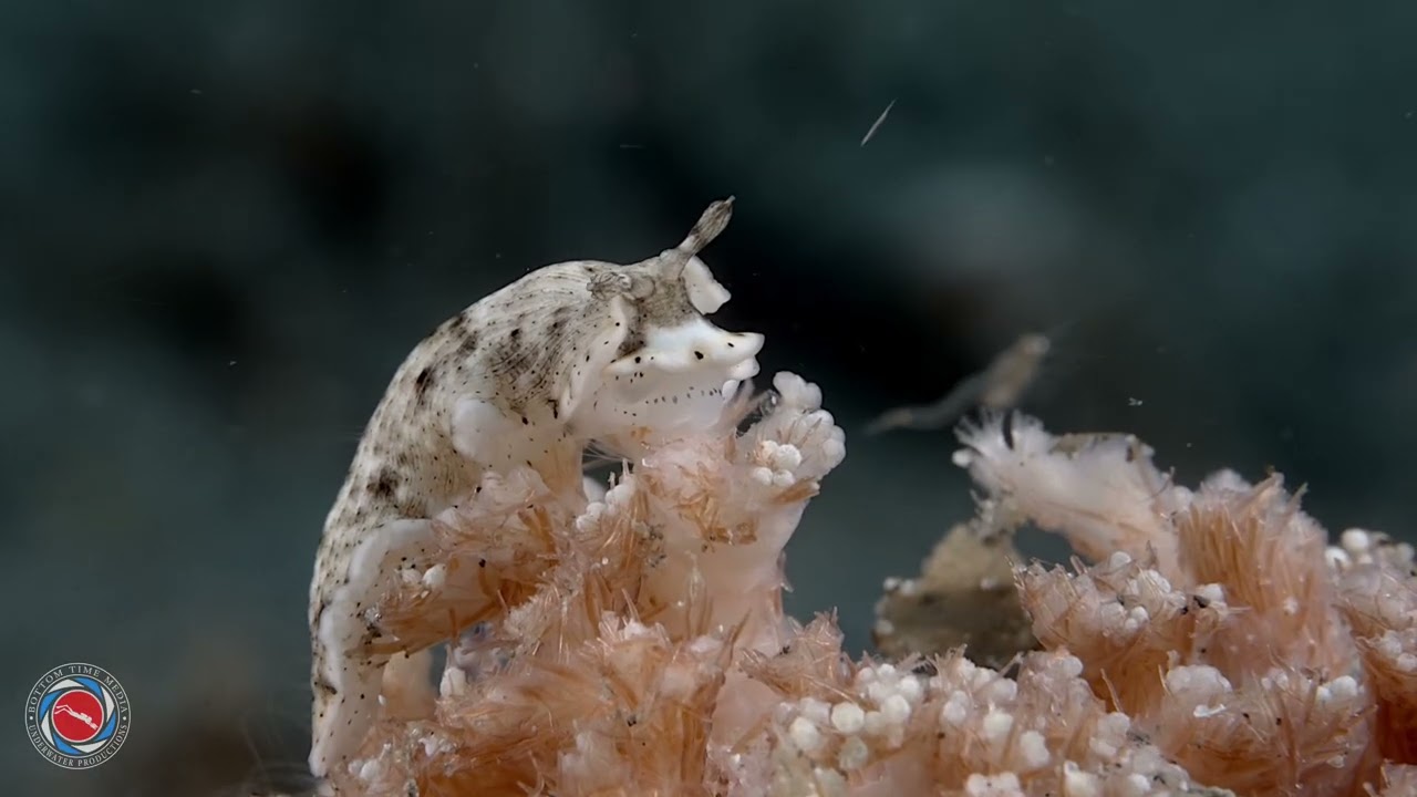 Critters of Anilao, Philippines 2024!