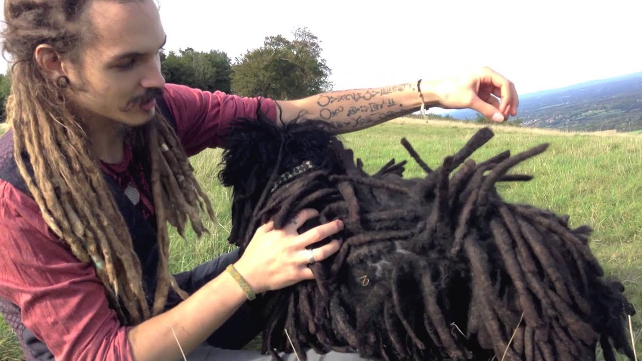 puli Dreadlock Update