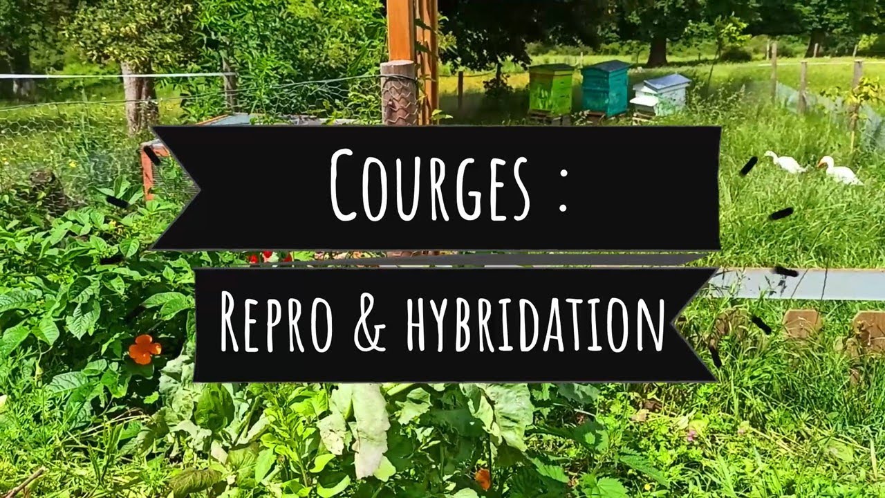 Les courges : hybridation, qui se marie avec qui ?
