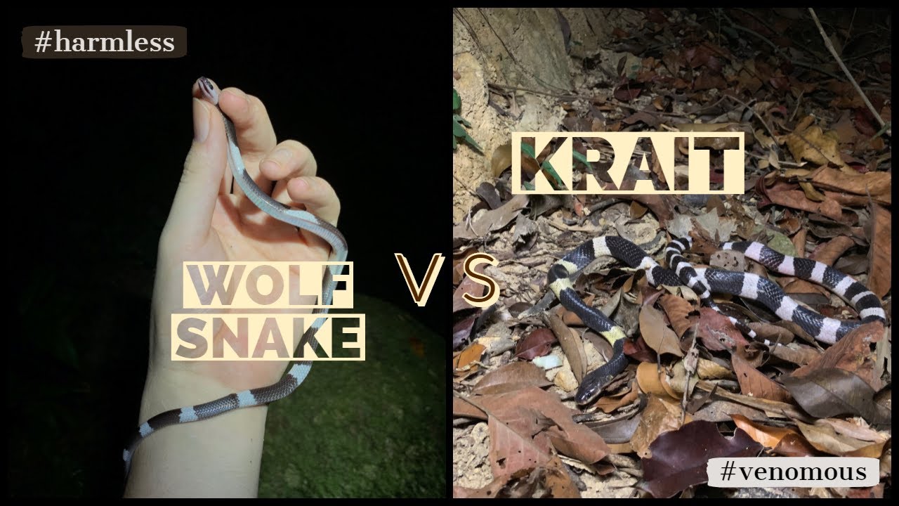 WOLF SNAKE..OR..KRAIT??? (2/3)