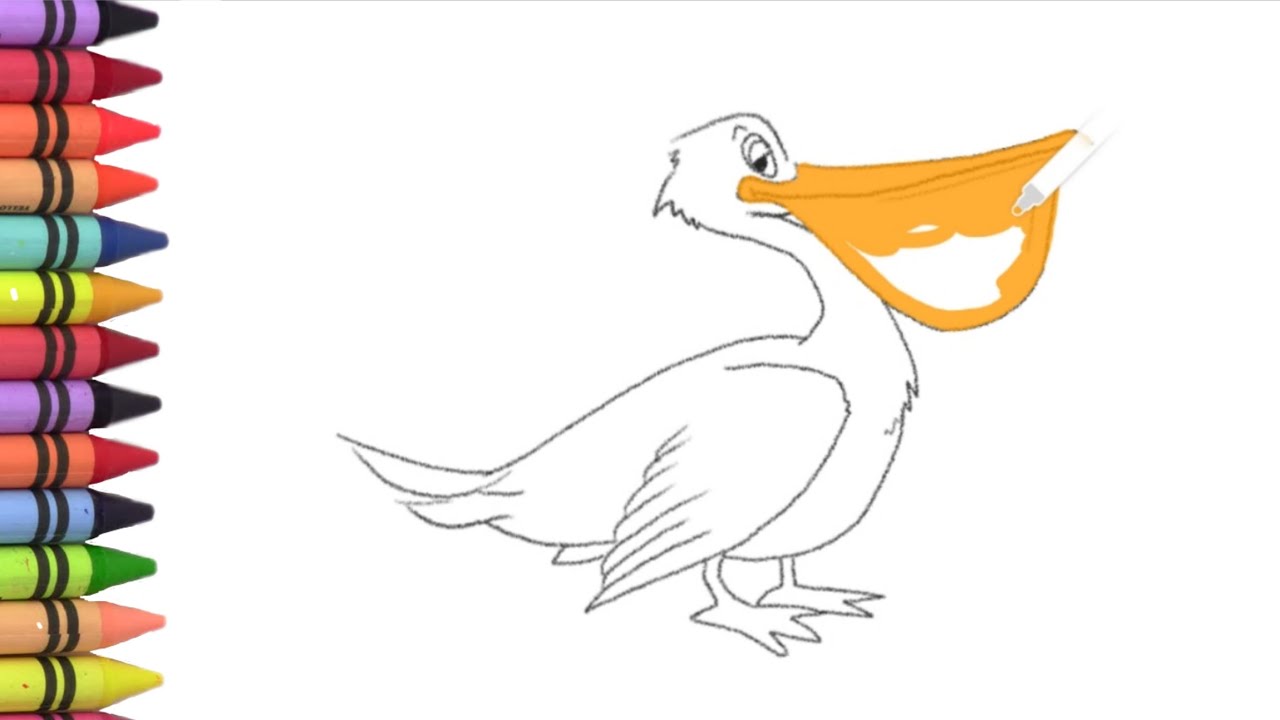Menggambar, melukis dan mewarnain burung bangau