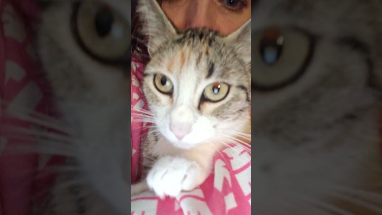 Happy birthday to my cat! She was born on April 13, 2024! April is full of birthdays. 