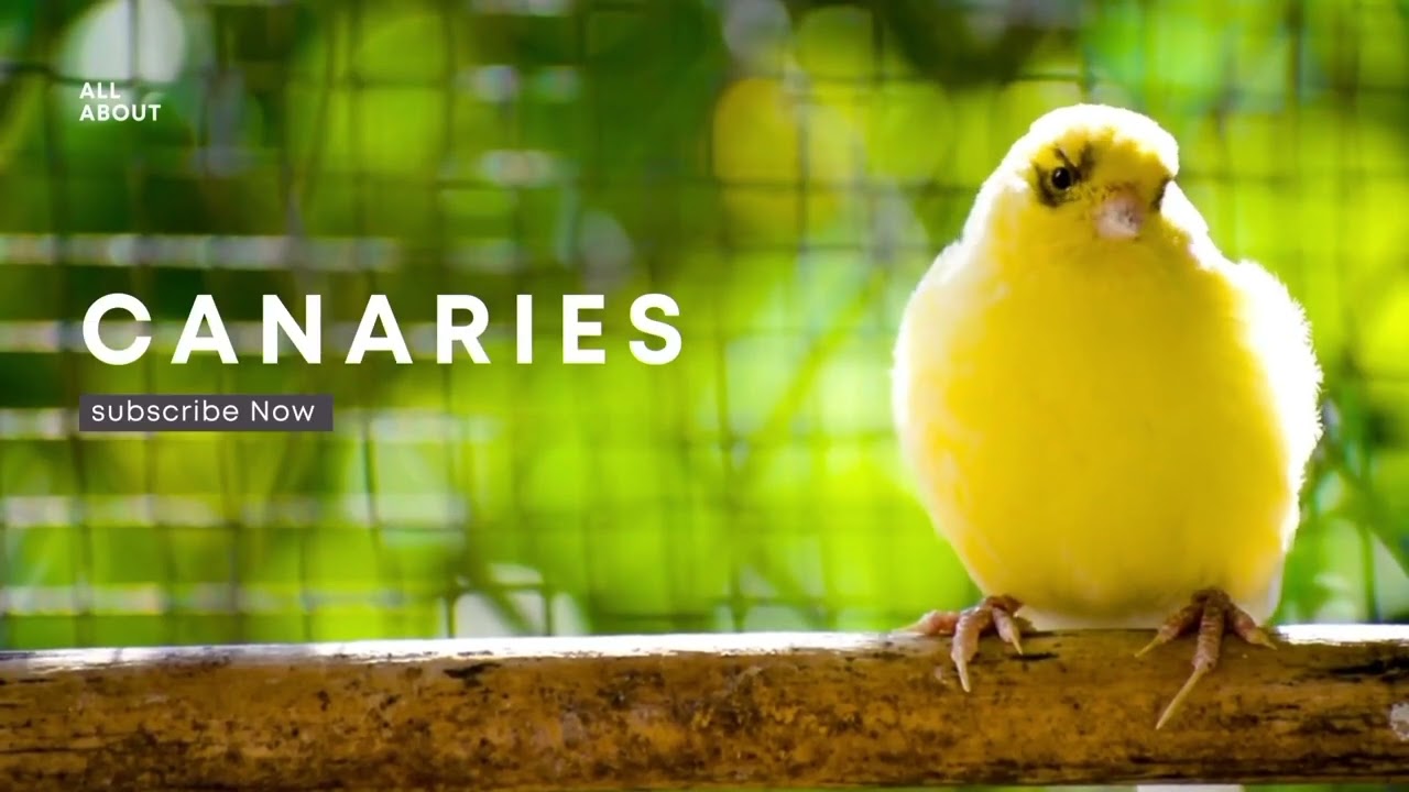 A Special Canary to Seduce All The Canaries ‼️ Belgian Canary Training🐦