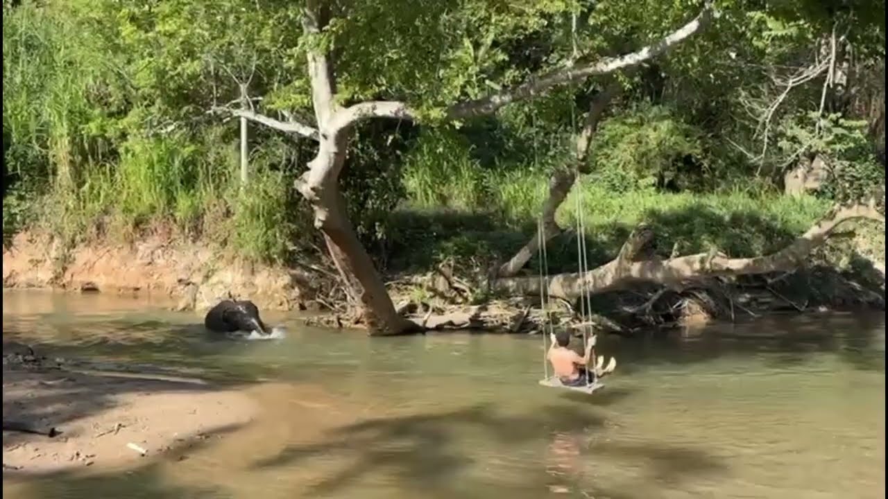 Chiang Mai Ormanları ve Filler