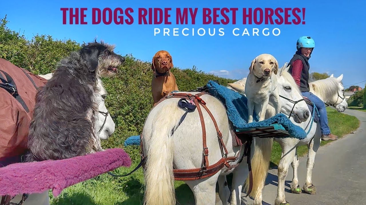 When Three Horses and Four Dogs Go Riding Together!