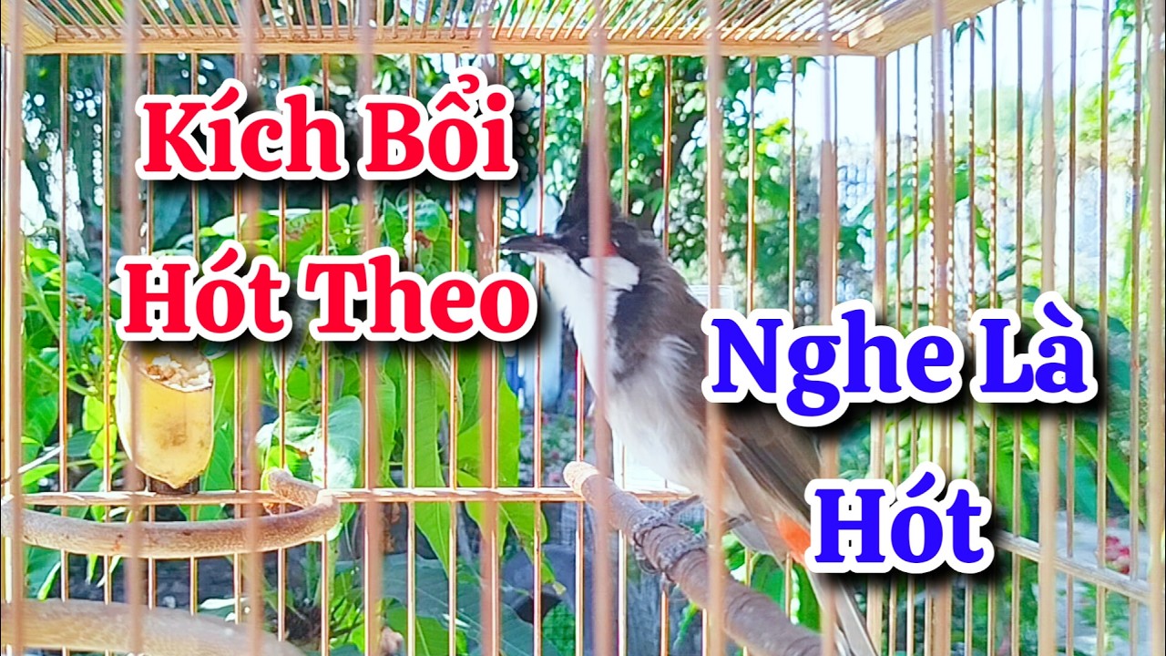chào mào hót sáng kích bổi - luyện giọng hay ép bổi sổ bọng và căng lửa - chào mào hót đấu