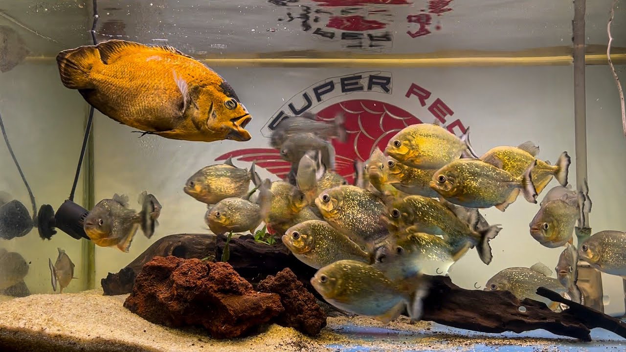 Piranhas' Feeding Frenzy: Oscar Meal!