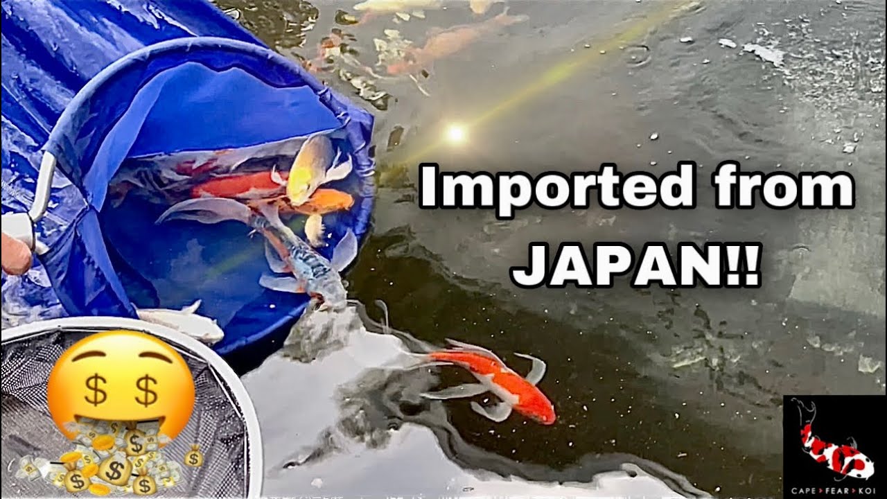 UNBOXING 80 Beautiful Koi from JAPAN!