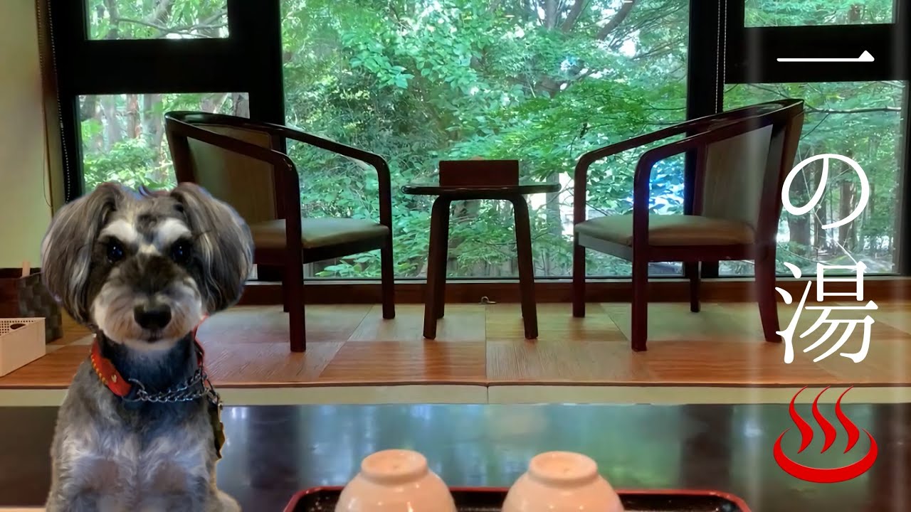 【犬と泊まれる宿　一の湯♨️】ママとパパとで箱根の一の湯へ旅に行ったよ！〈旅Vlog〉