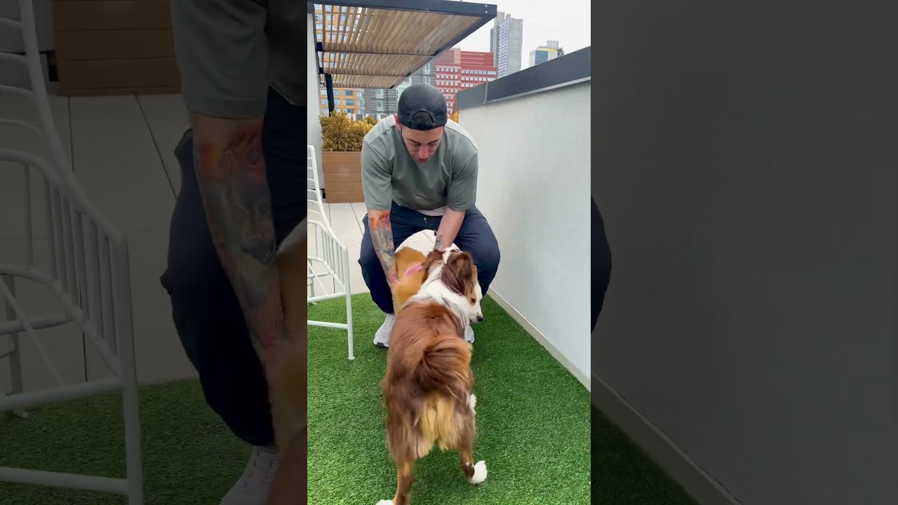My dog meets his new brother #dog #puppy