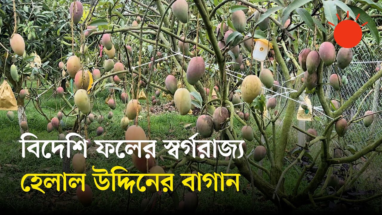 ৫৭ জাতের প্রায় আড়াই শ আমগাছ আছে চাঁদপুরে এক বাগানেই, সবই বিদেশি | Mango Tree | News | Prothom Alo