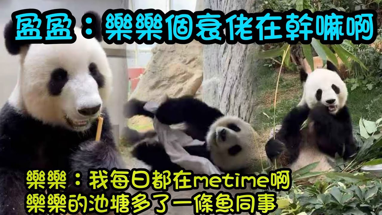 1月28日  盈盈關心樂樂在幹嘛，樂樂每天都有metime，抱著毛巾哼哼唧唧依舊像個孩子#香港大熊貓  #大熊貓樂樂 #大熊貓家姐細佬 #大熊貓盈盈