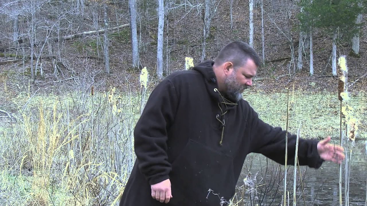 Amazing cattails for primitive bedding