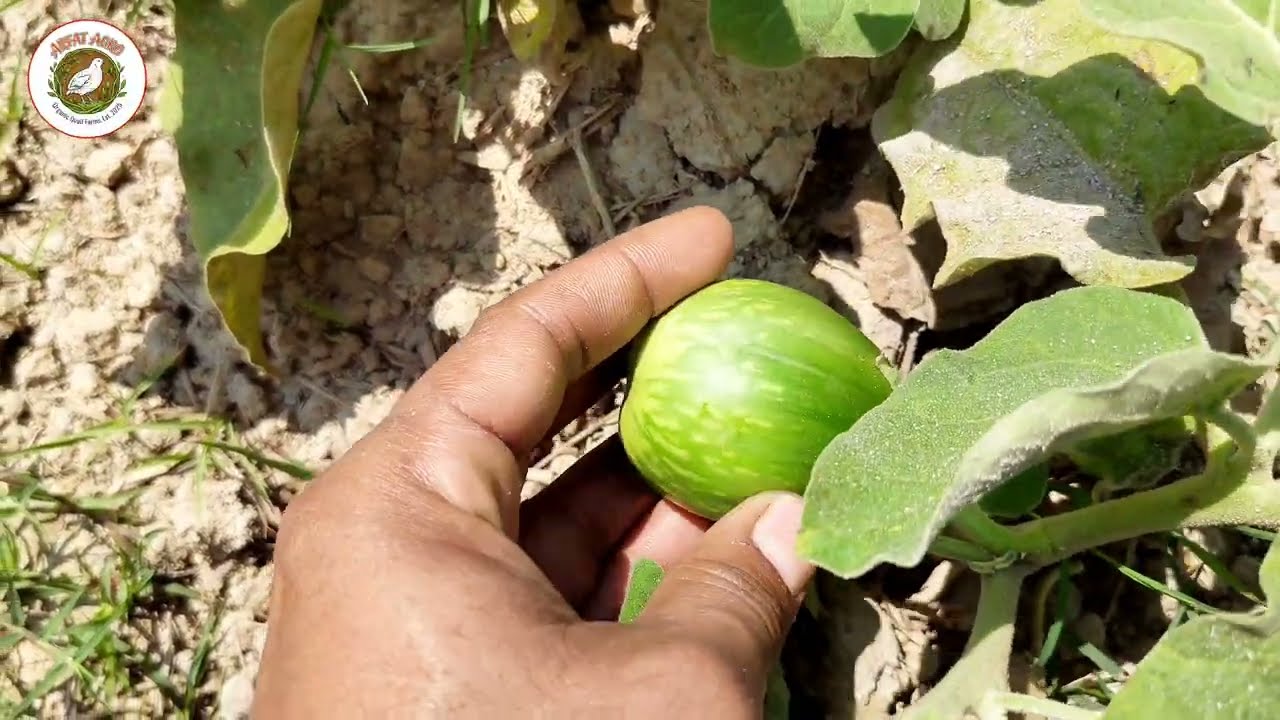🥬এক সিজনের জন্য মাঠটা বর্গা নিলাম 🍅🌶️