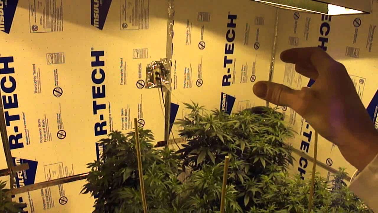 Attitude Seedbank Kush promo / New Strains and Garden Update