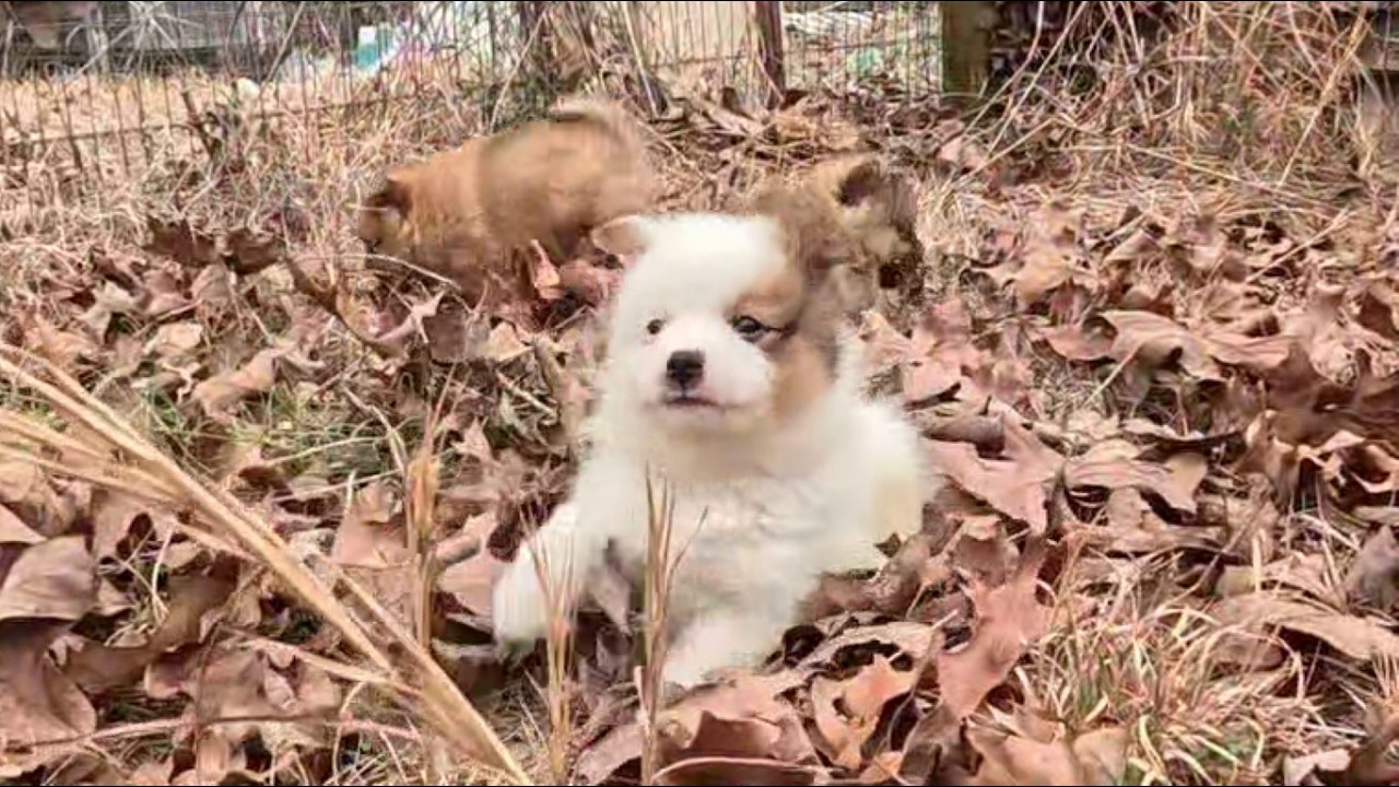 Pom Pups First Exciting Day Outside! ♡ Winter's 45 Day Old Liter ♡