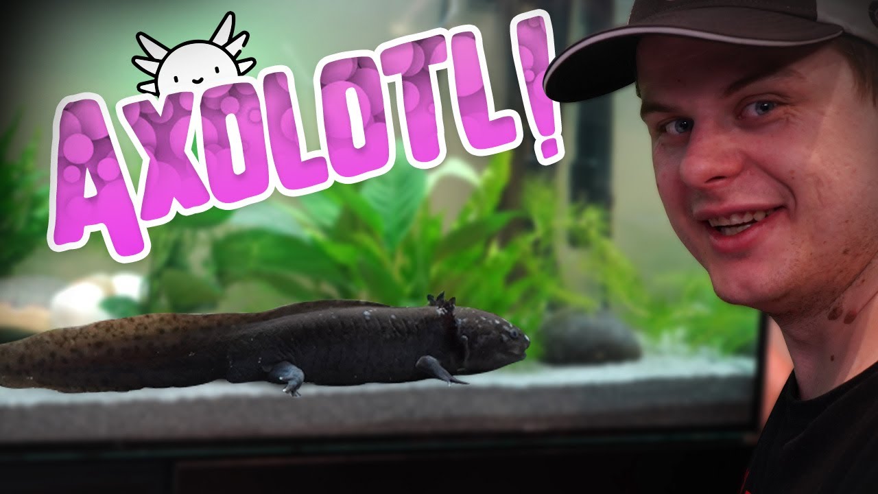 UN AQUARIUM INCROYABLE POUR AXOLOTL ! - EUBLEPHARIS